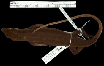 Media type: image;   Herpetology R-131949 Aspect: dorsal